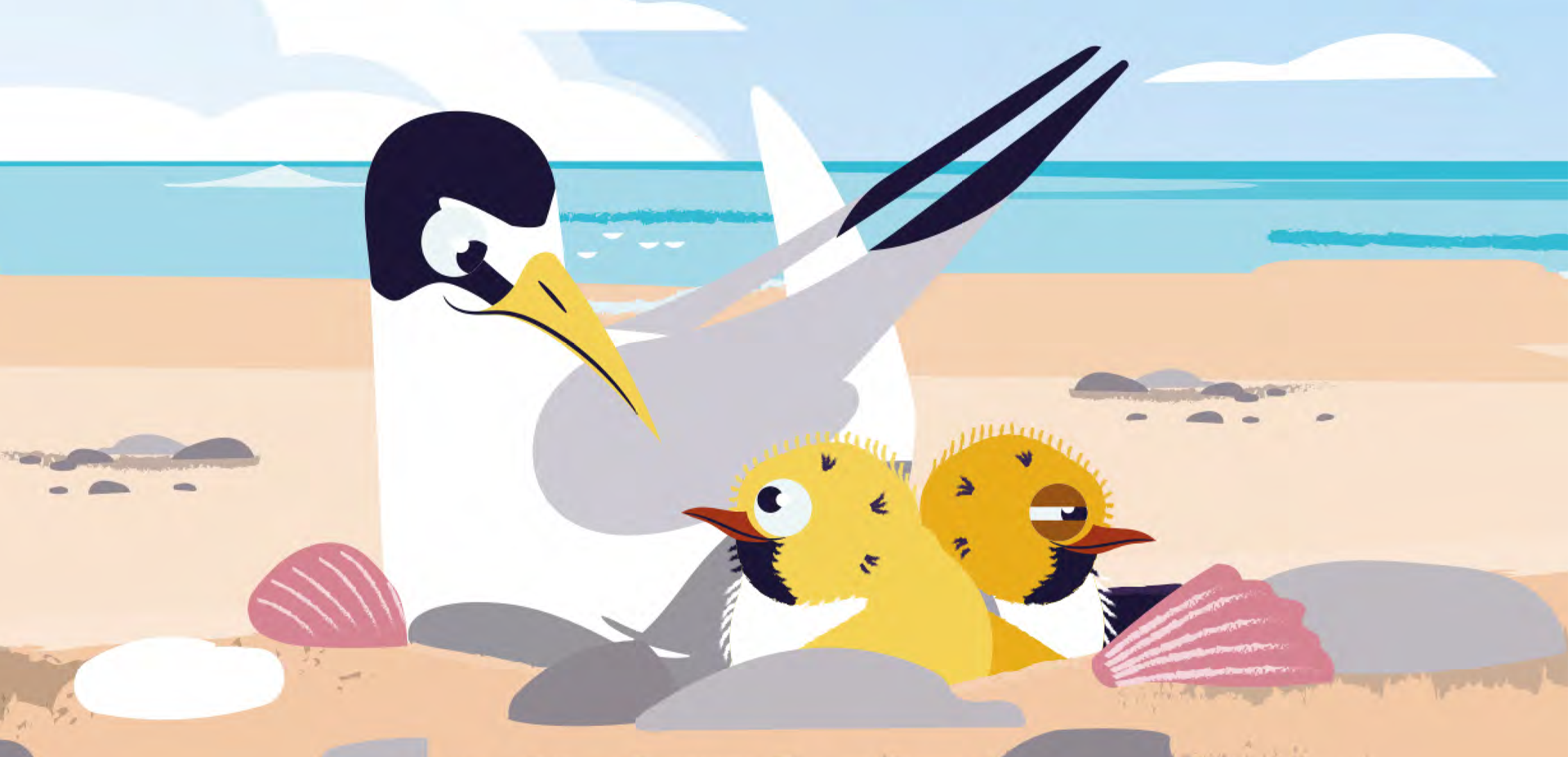 Little tern illustration